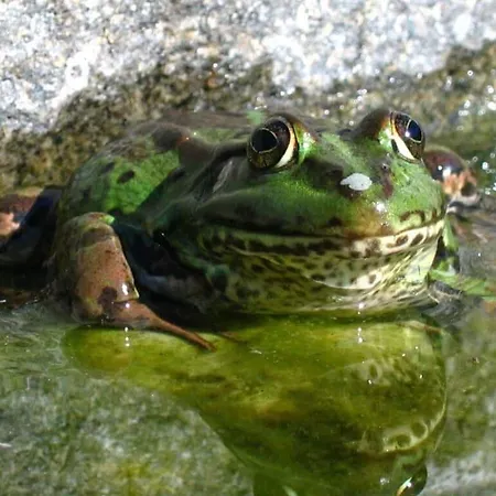 In The Szczecin Lagoon Nature Park * Ueckermünde